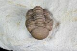 Bargain, Paciphacops Trilobite - Oklahoma #92750-1